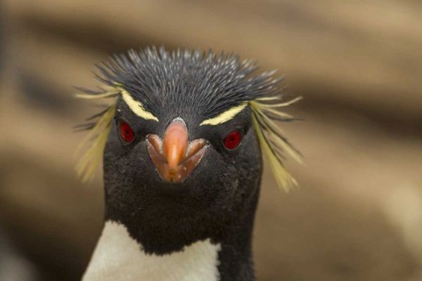 Saunders Island Rockhopper penguin portrait